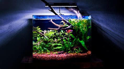 betim acuario|Los mejores acuarios para peces Betta: Guía actualizada.